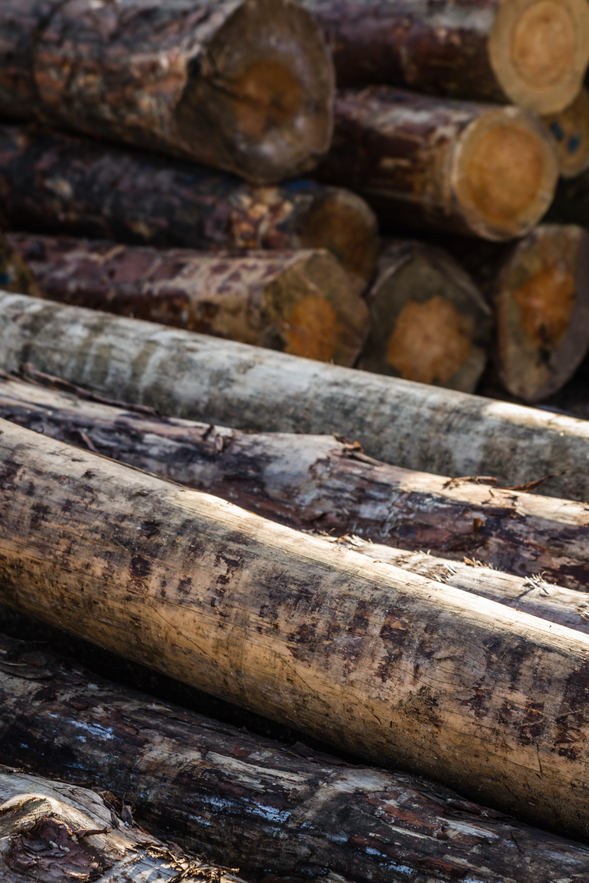 Chopped Firewood Logs